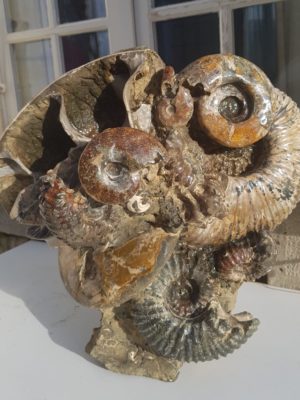 Bloc ammonites de l’Albien