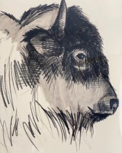 Bison Poulain