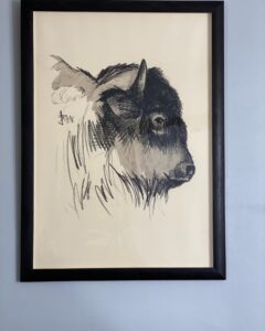 Tête de bison de poulain